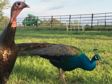 Turk and her peacock suitor