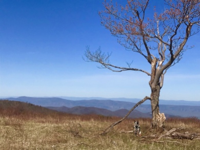 View from Big Meadow, Shenandoah National Park